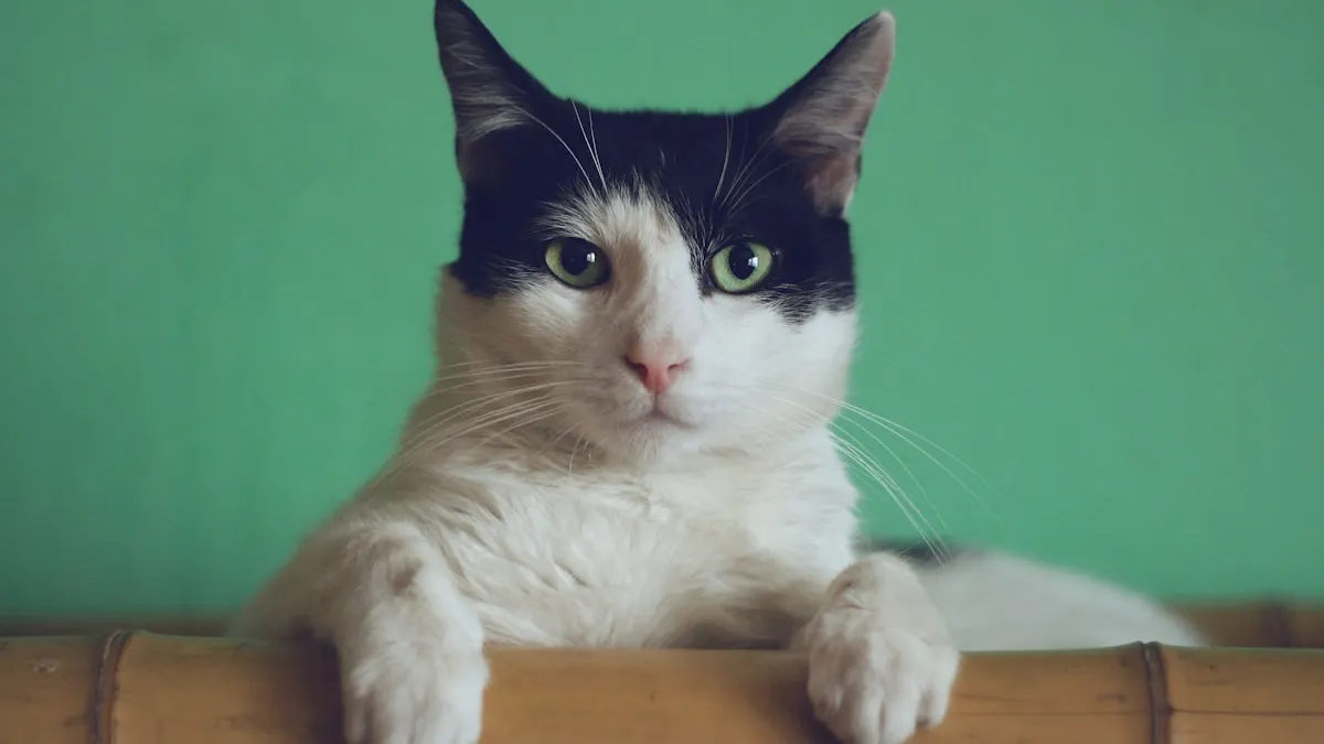 Cute Tabby Cat Looking at Camera
