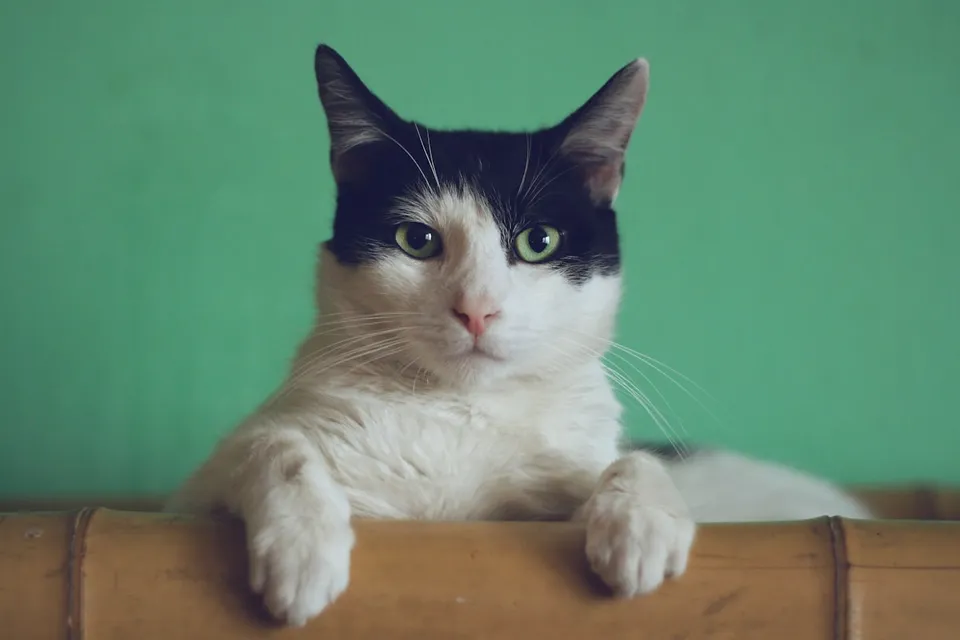 Cute Tabby Cat Looking at Camera